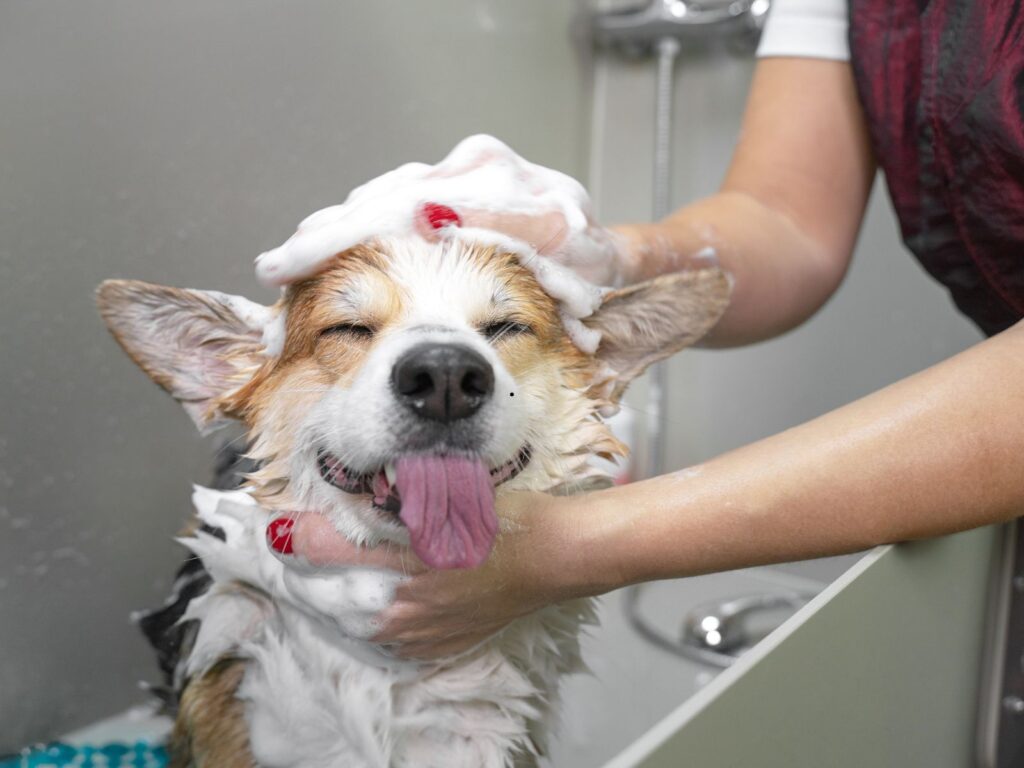 Professional dog bathing